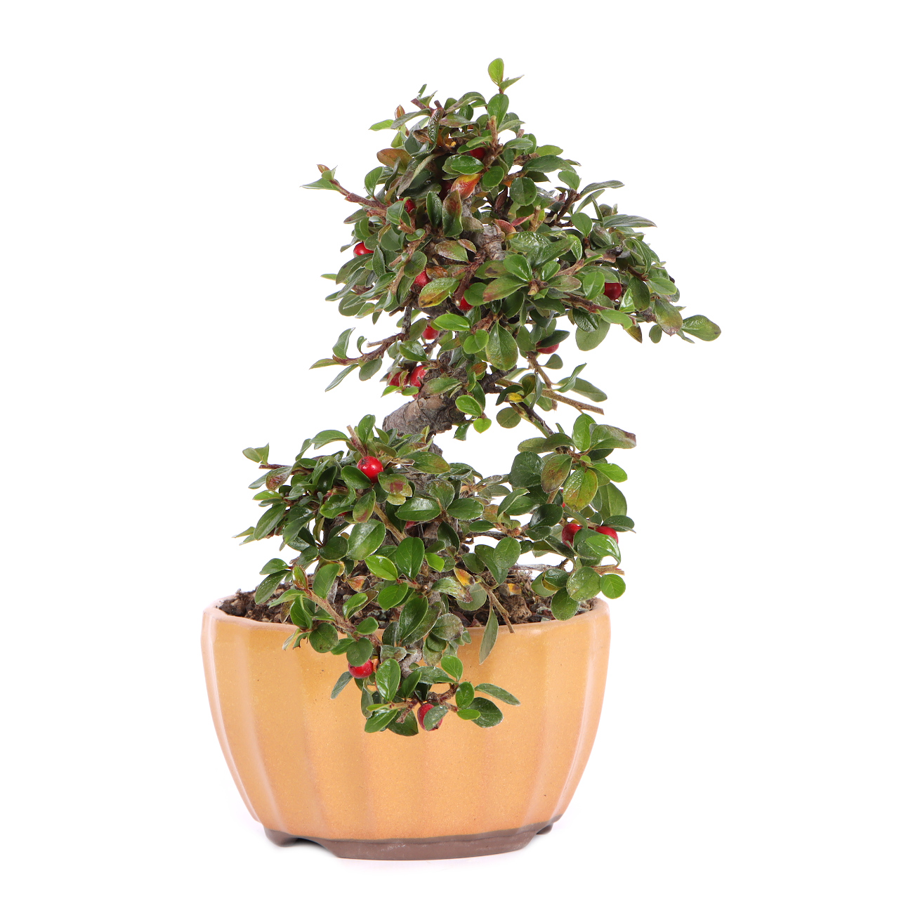 Seitenansicht rechts