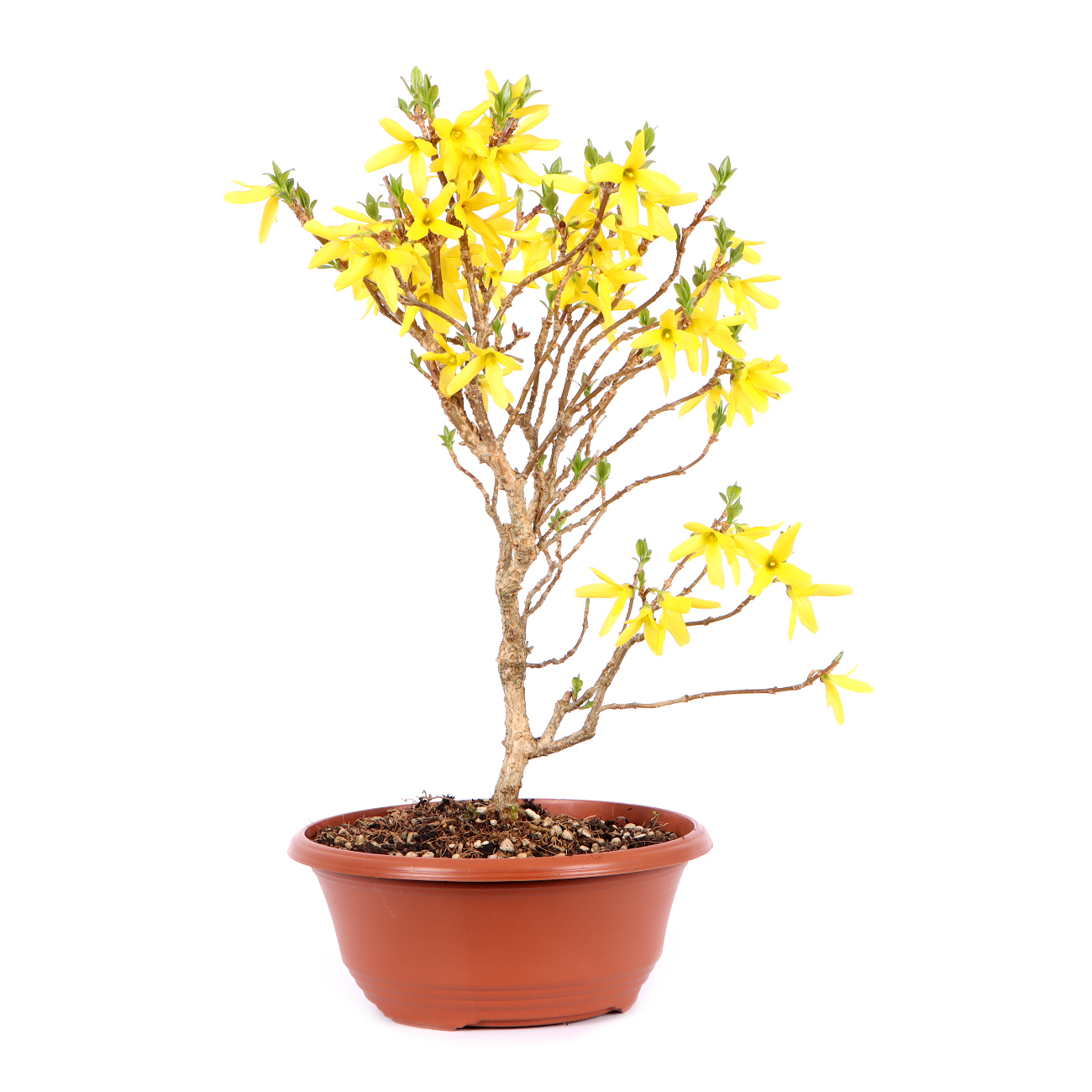 Seitenansicht rechts