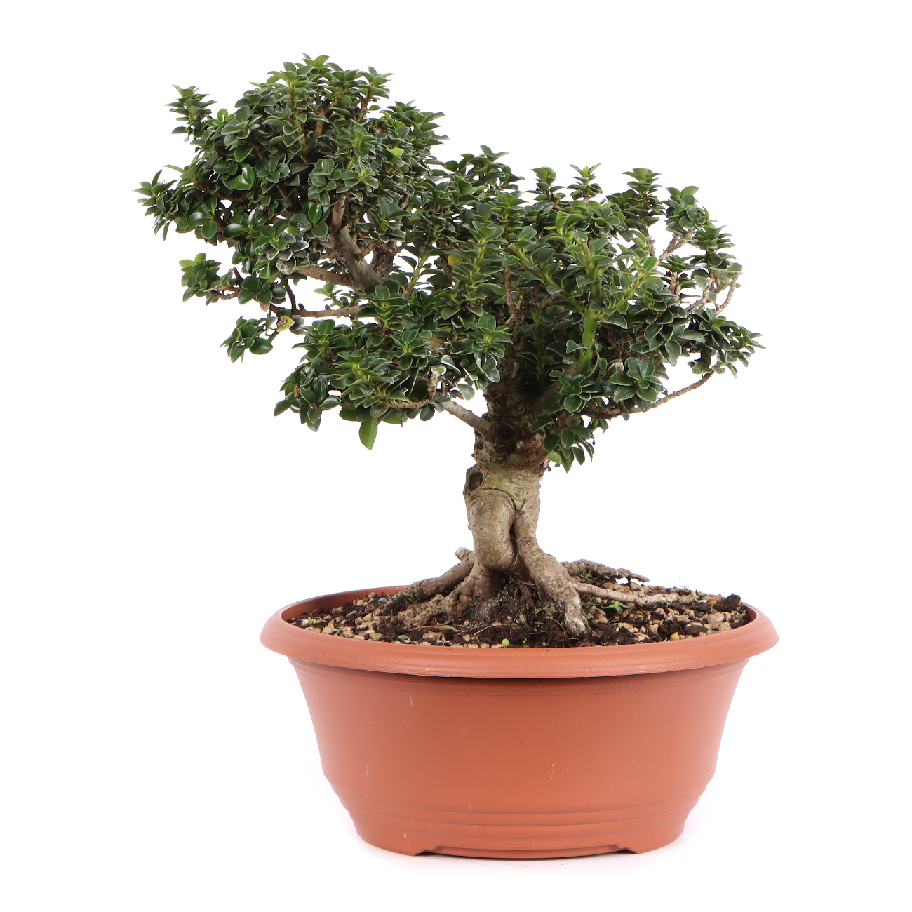 Seitenansicht rechts