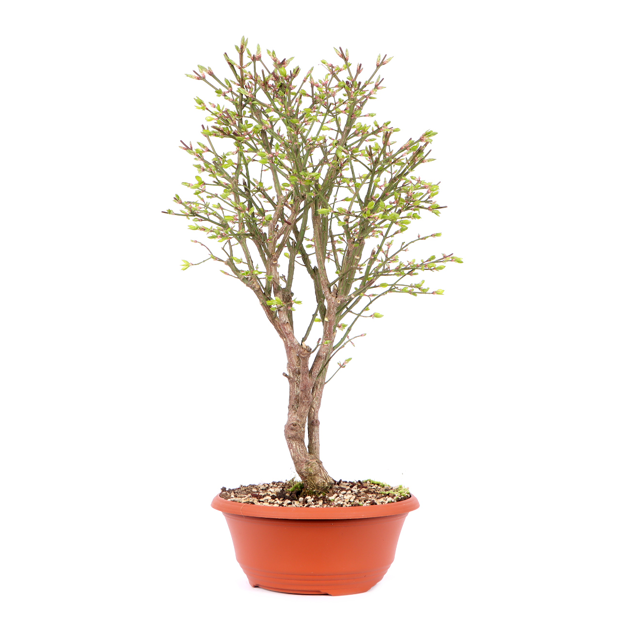 Seitenansicht rechts