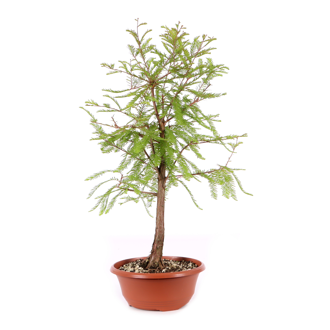 Taxodium distichum