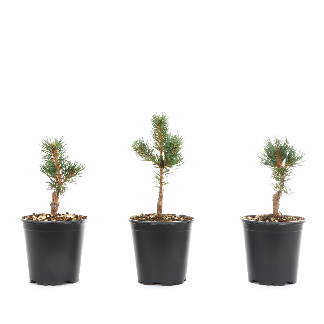 Pinus parviflora 'Zuisho'