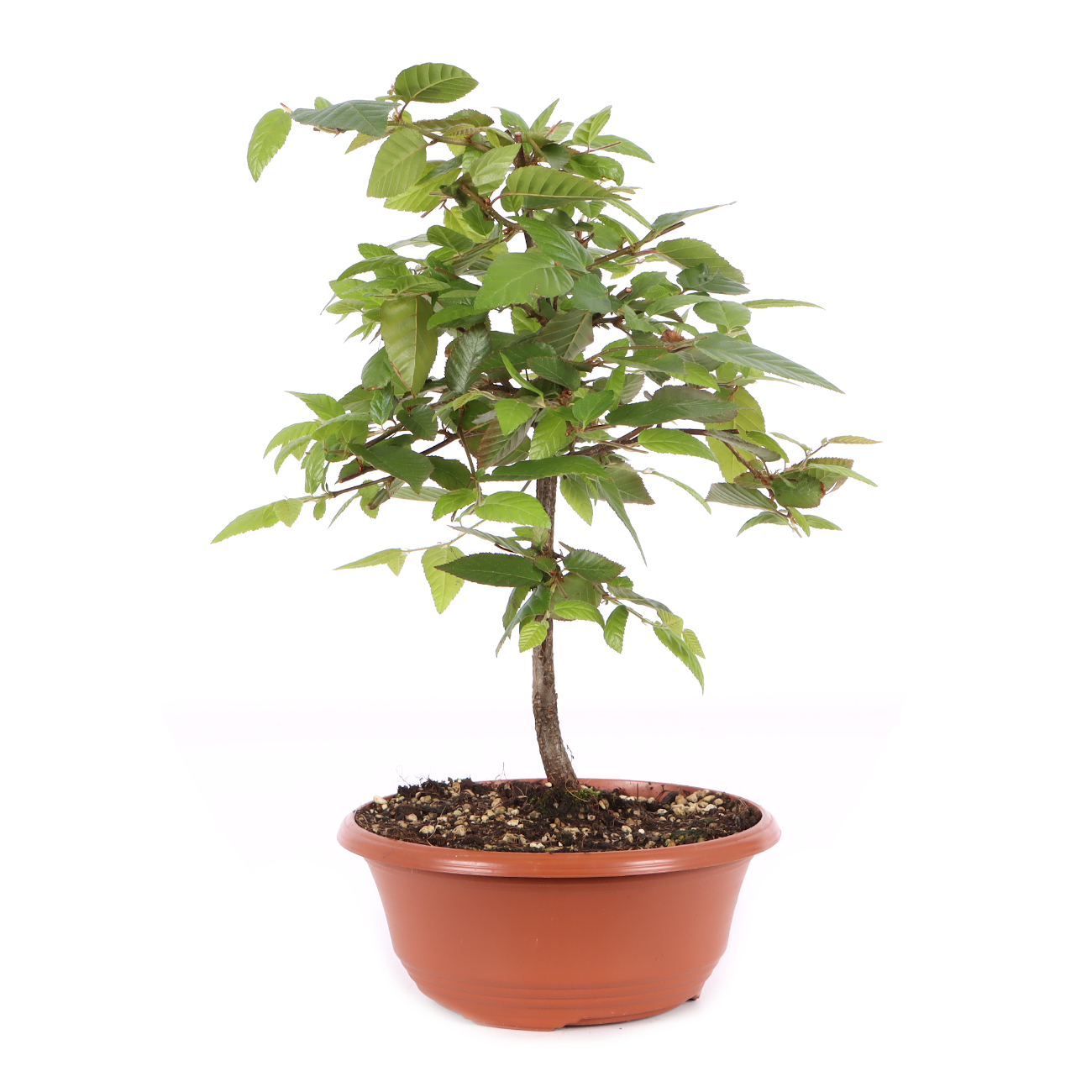 Carpinus turczaninowii