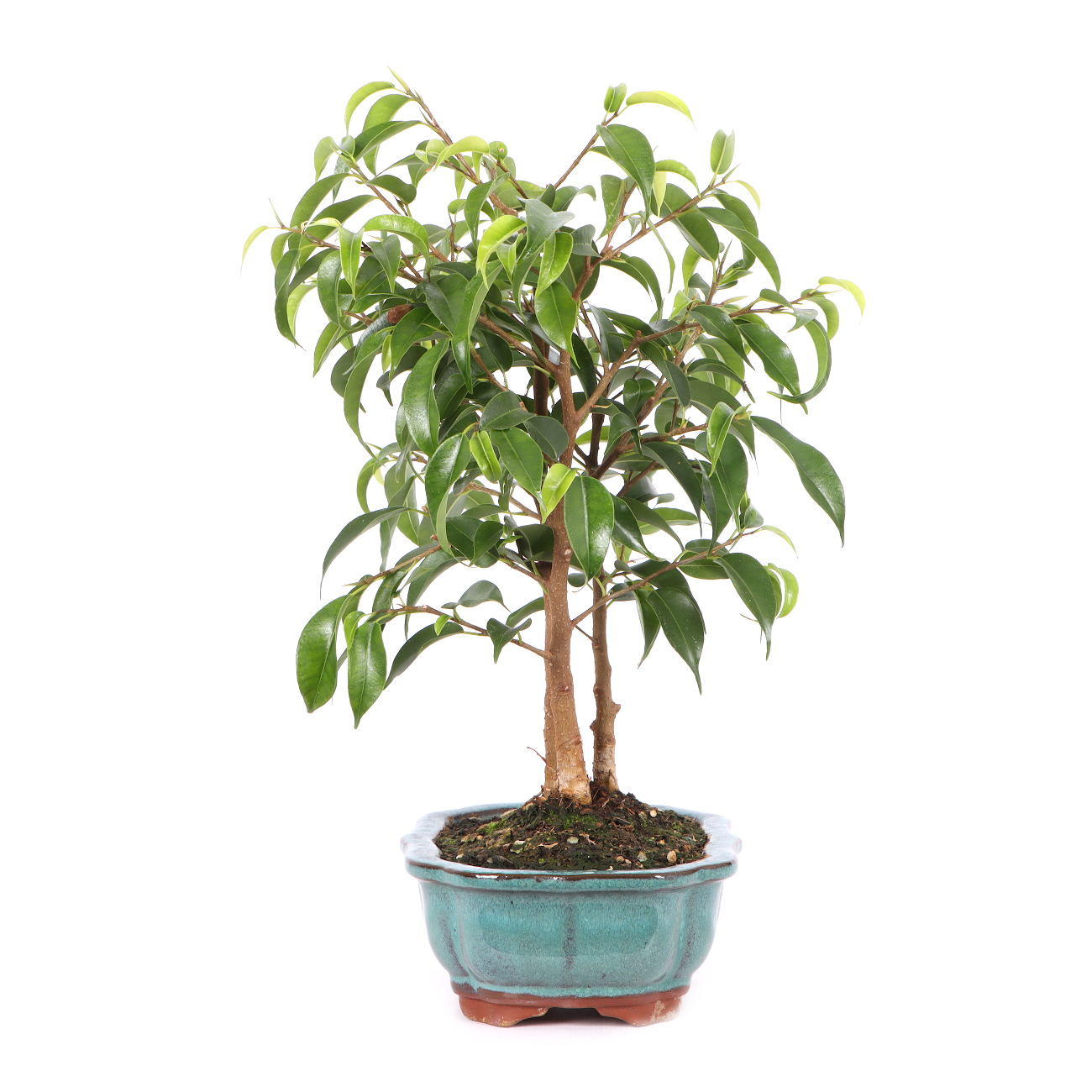 Ficus benjamina 'Natasja'