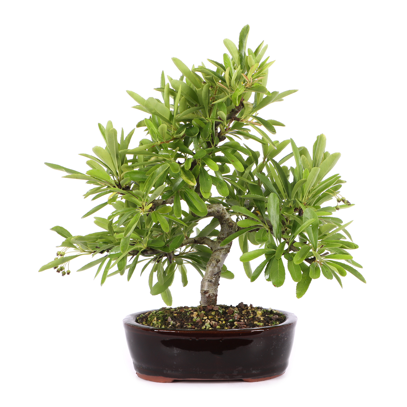 Pyracantha angustifolia