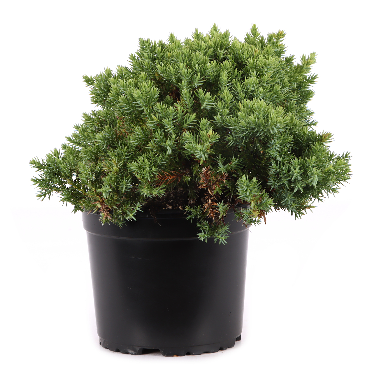Juniperus procumbens 'Nana'