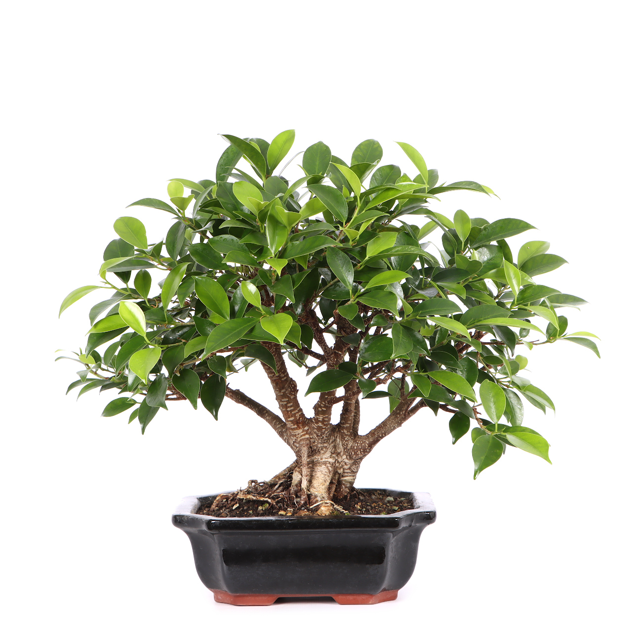 Ficus microcarpa 'Tiger Bark'