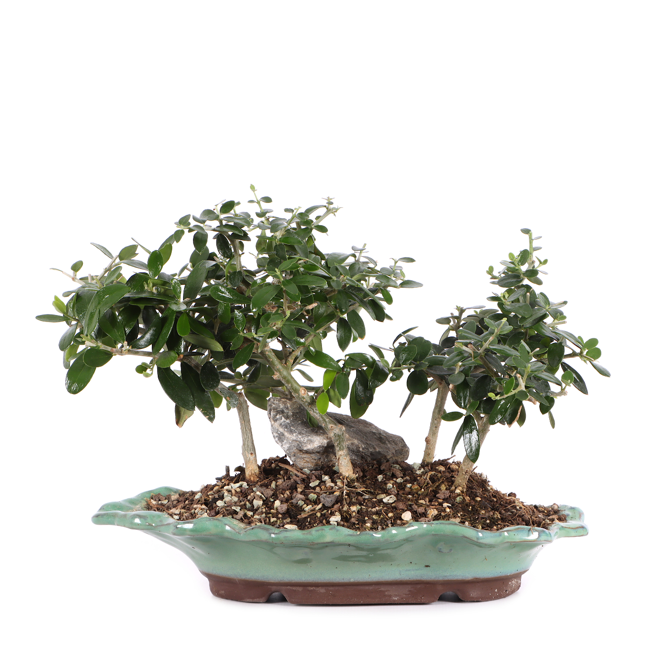 Olea europaea subsp. sylvestris