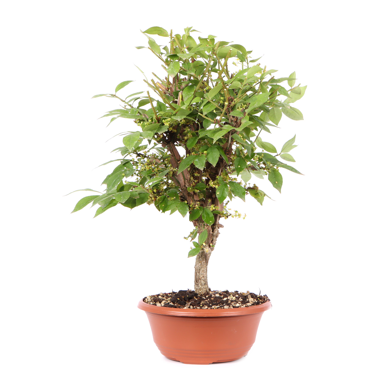 Seitenansicht rechts