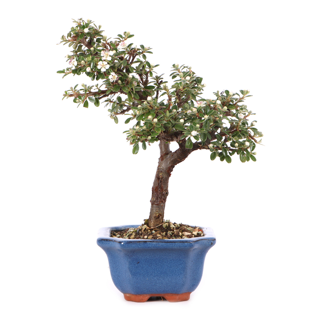 Cotoneaster dammeri 'Skogholm'