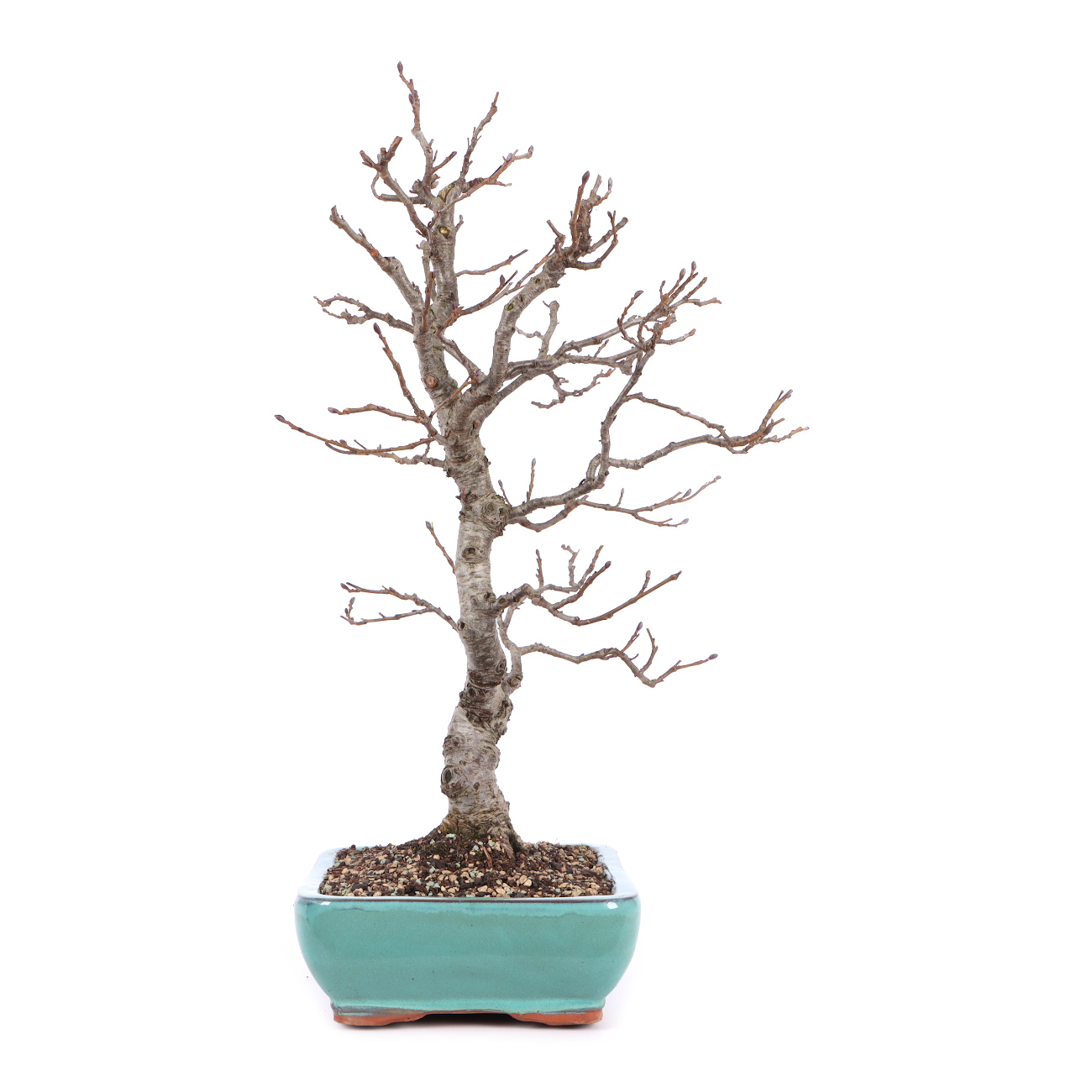 Seitenansicht rechts