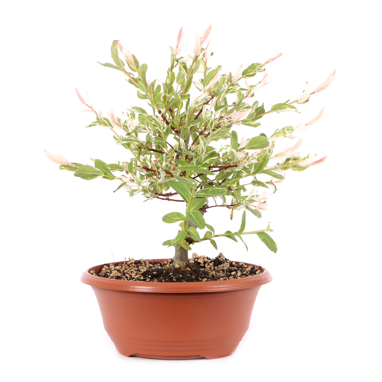 Salix integra 'Hakuro Nishiki'