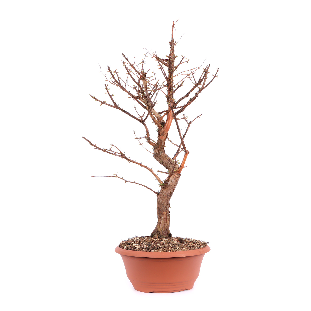 Seitenansicht rechts