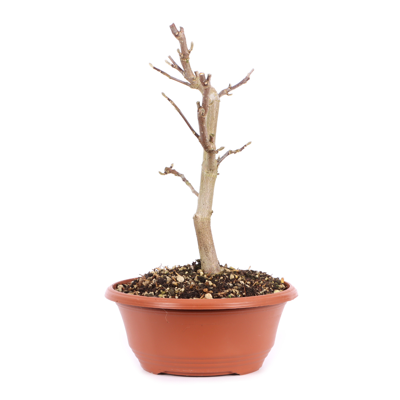 Seitenansicht rechts