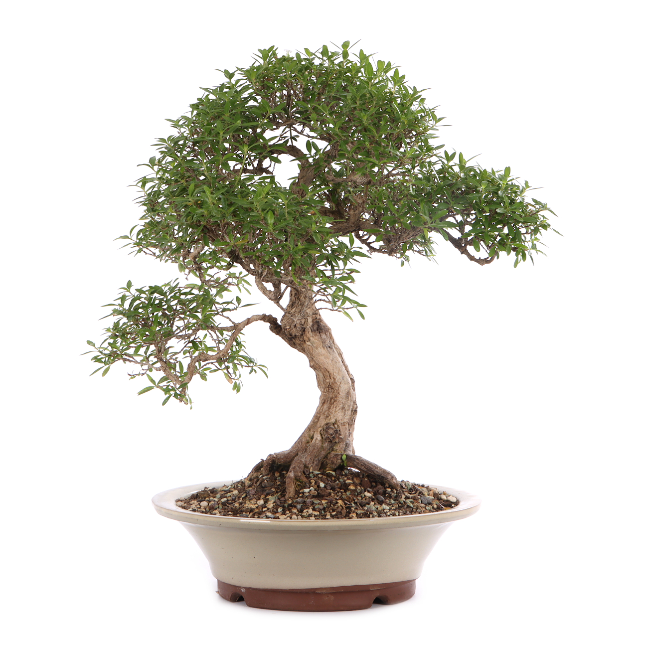 Serissa foetida