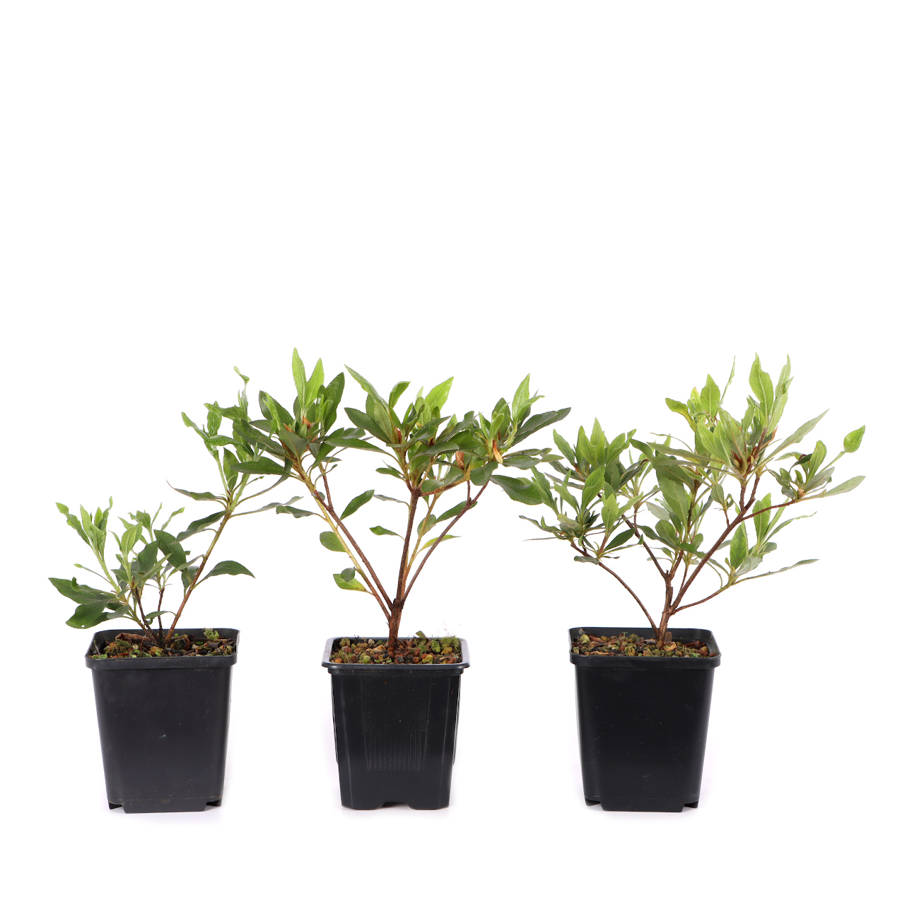 Rhododendron indicum 'Shisen'