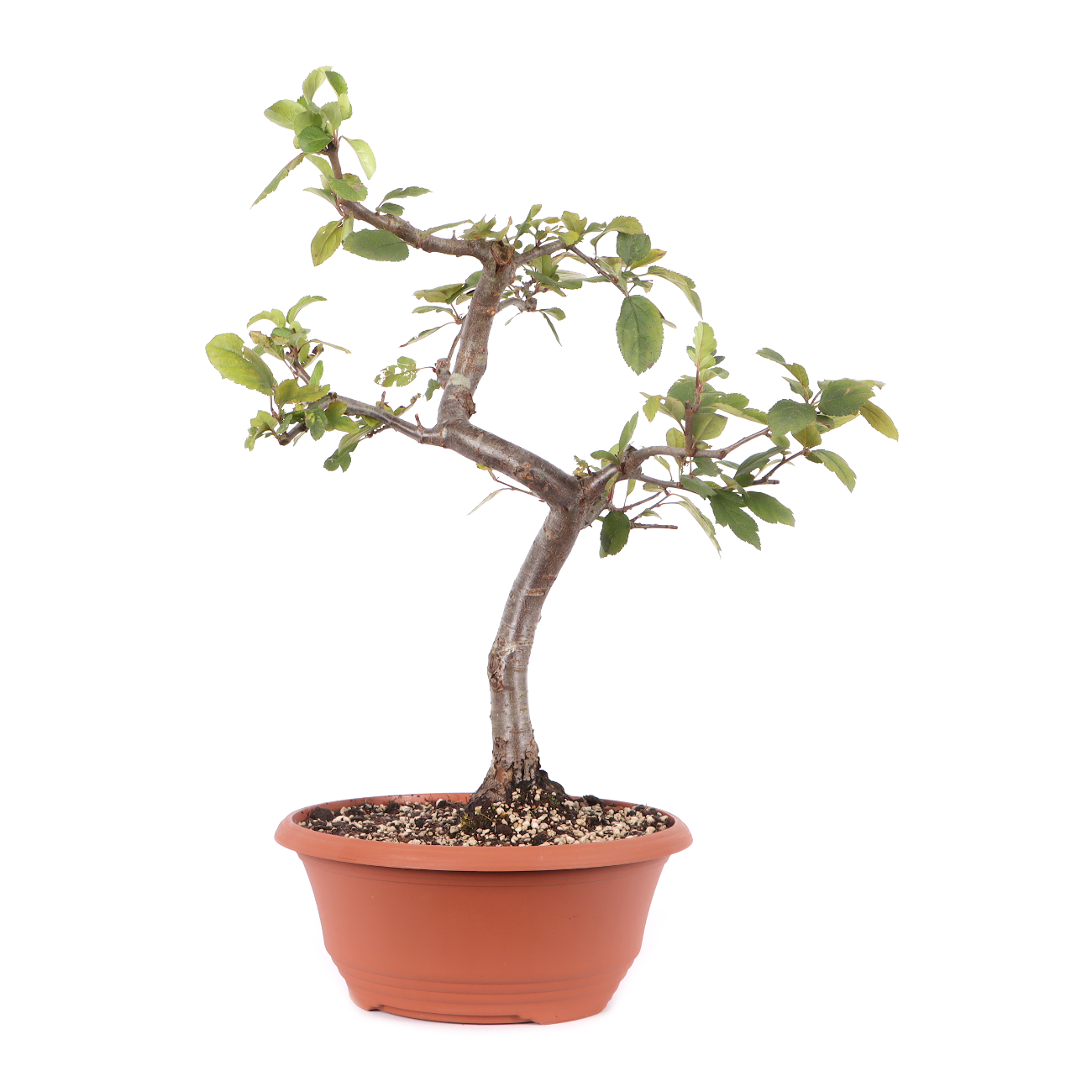 Malus toringo