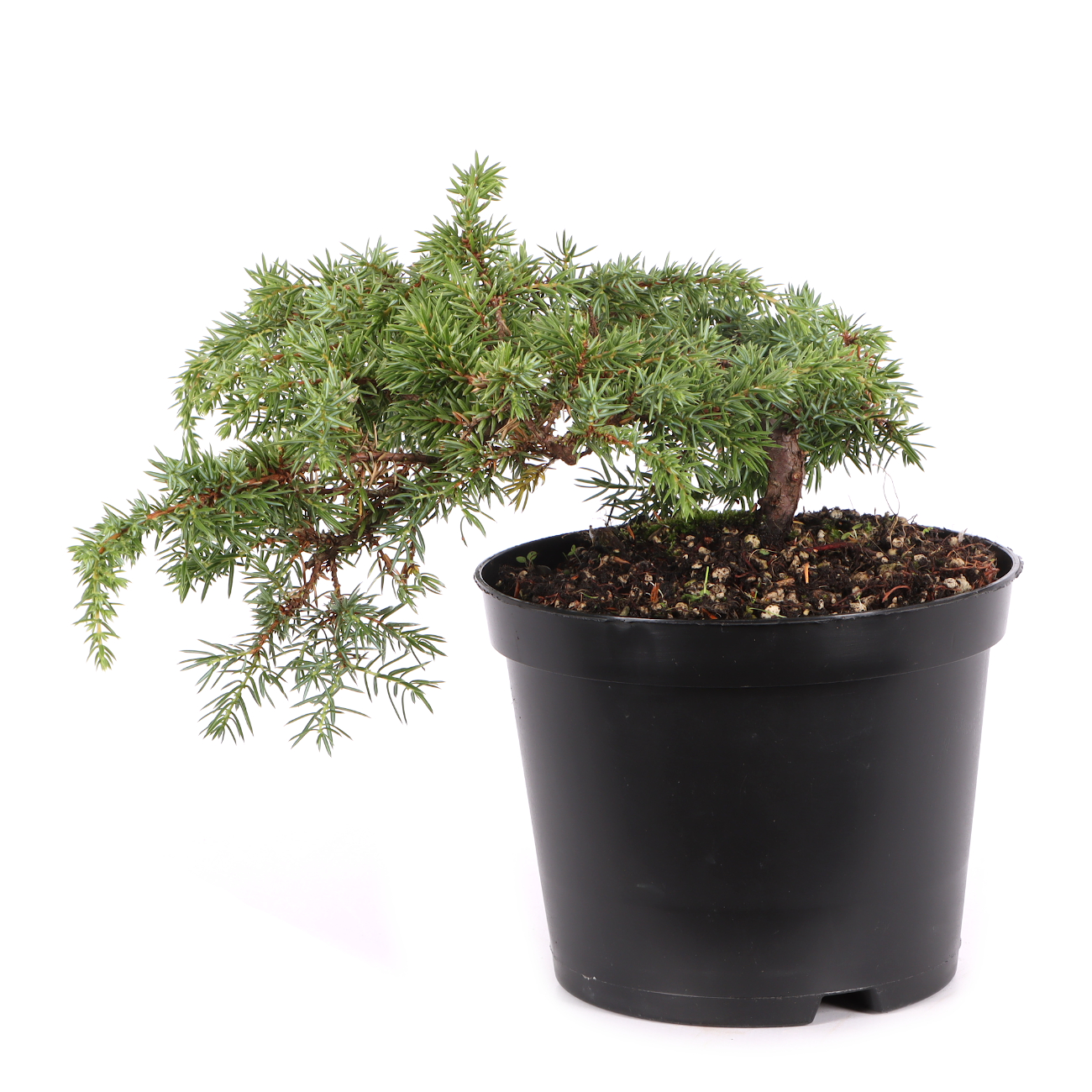 Juniperus communis 'Green Carpet'