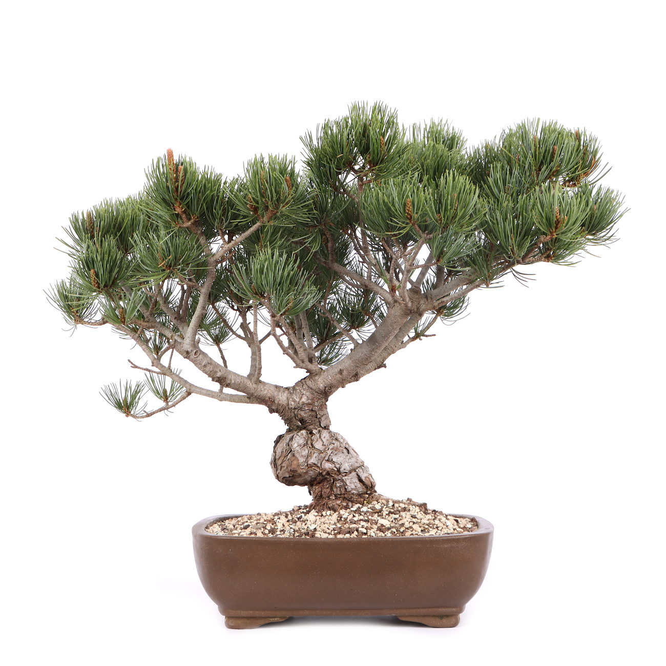 Pinus parviflora 'Glauca'