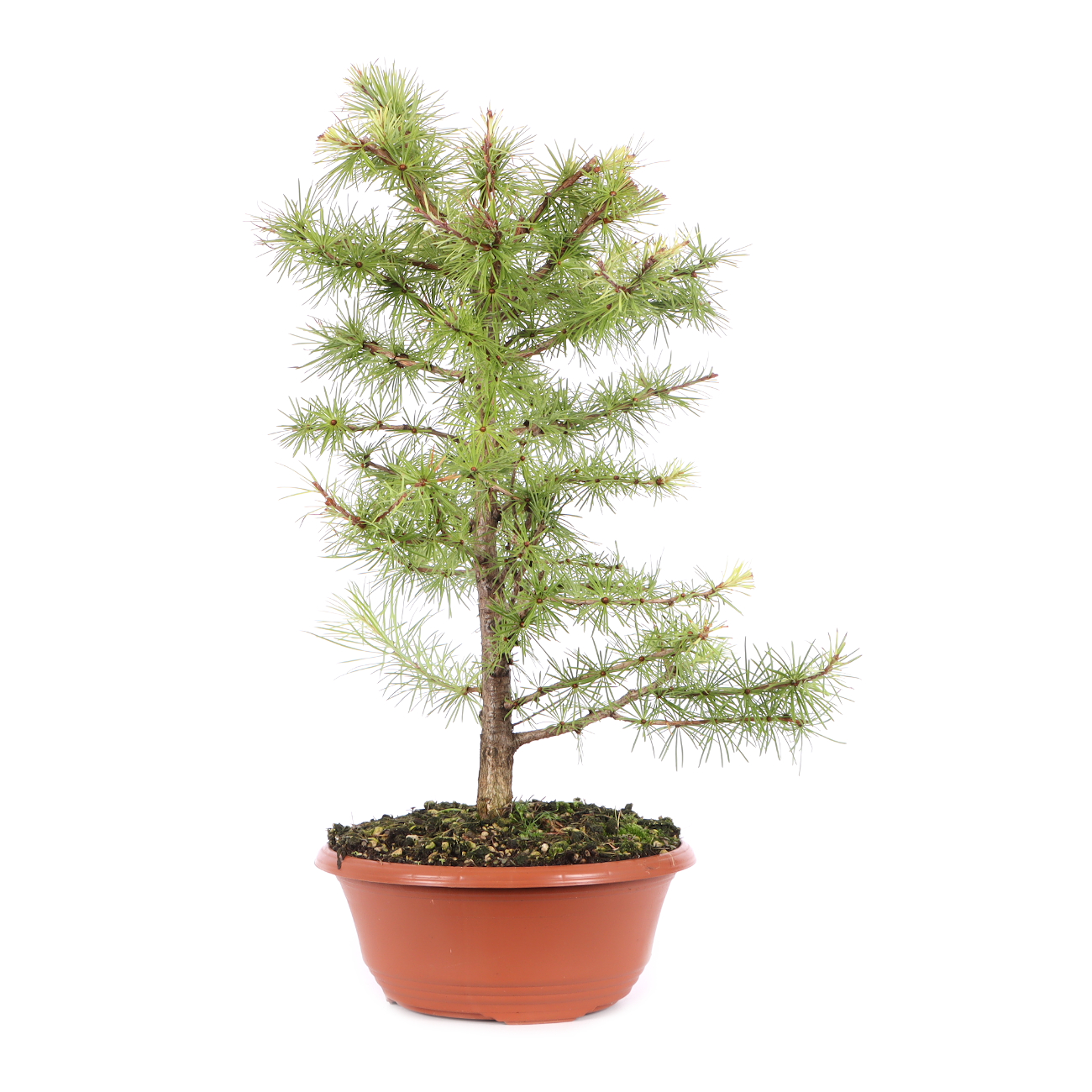 Larix kaempferi