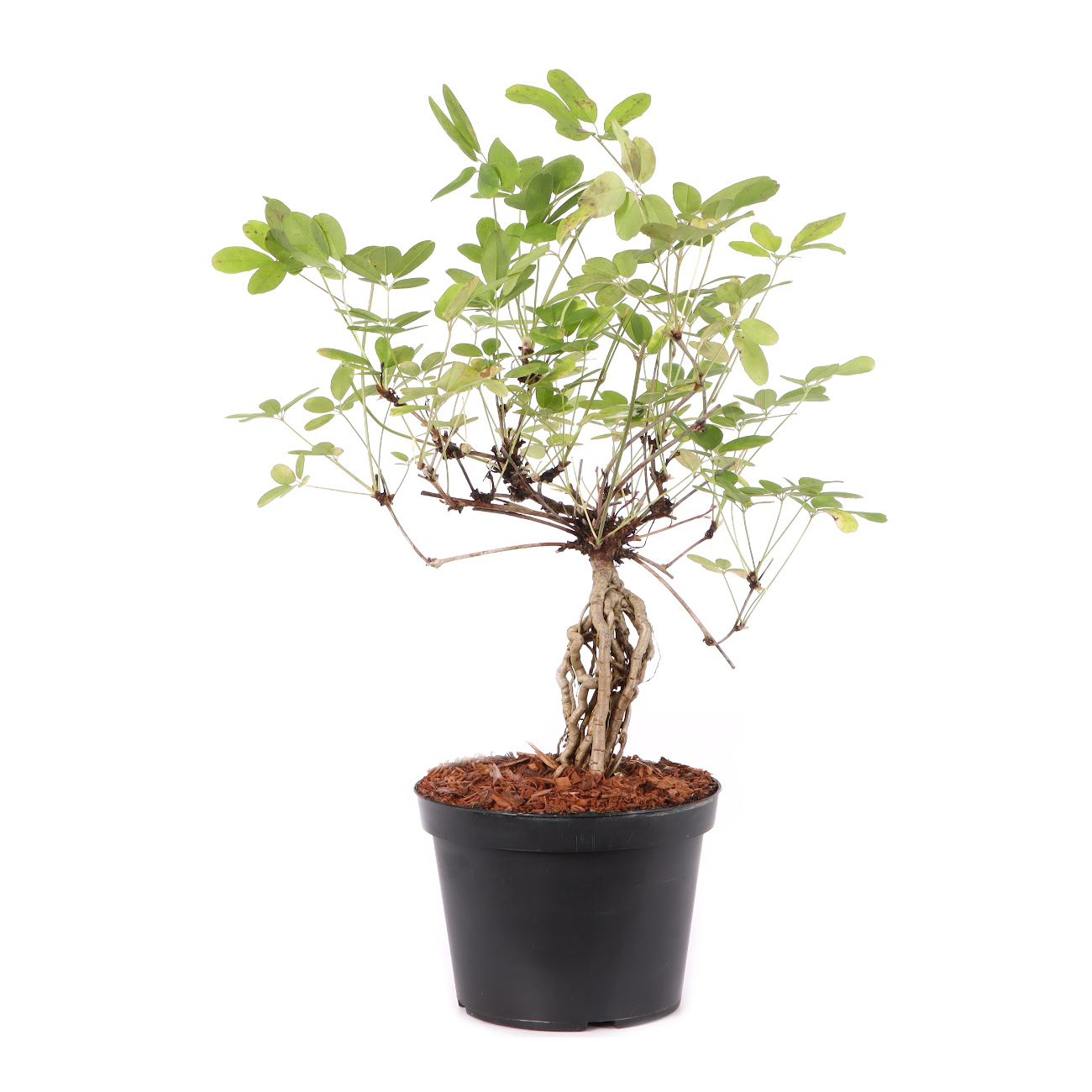 Akebia quinata