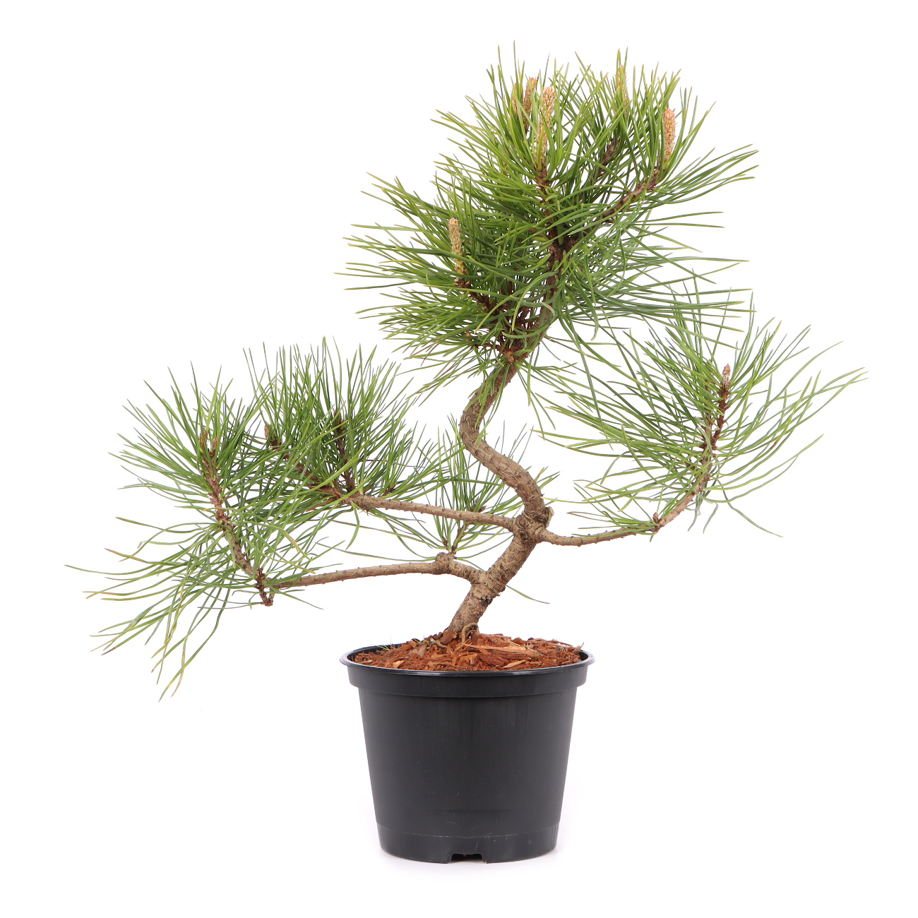Pinus mugo subsp. uncinata