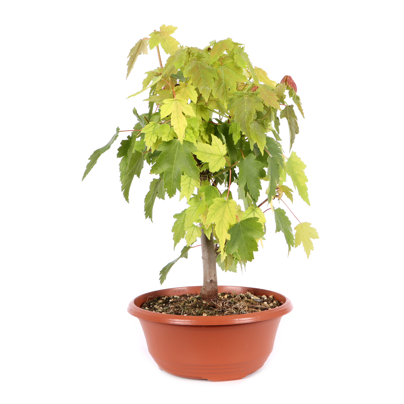 Acer rubrum 'October Glory'