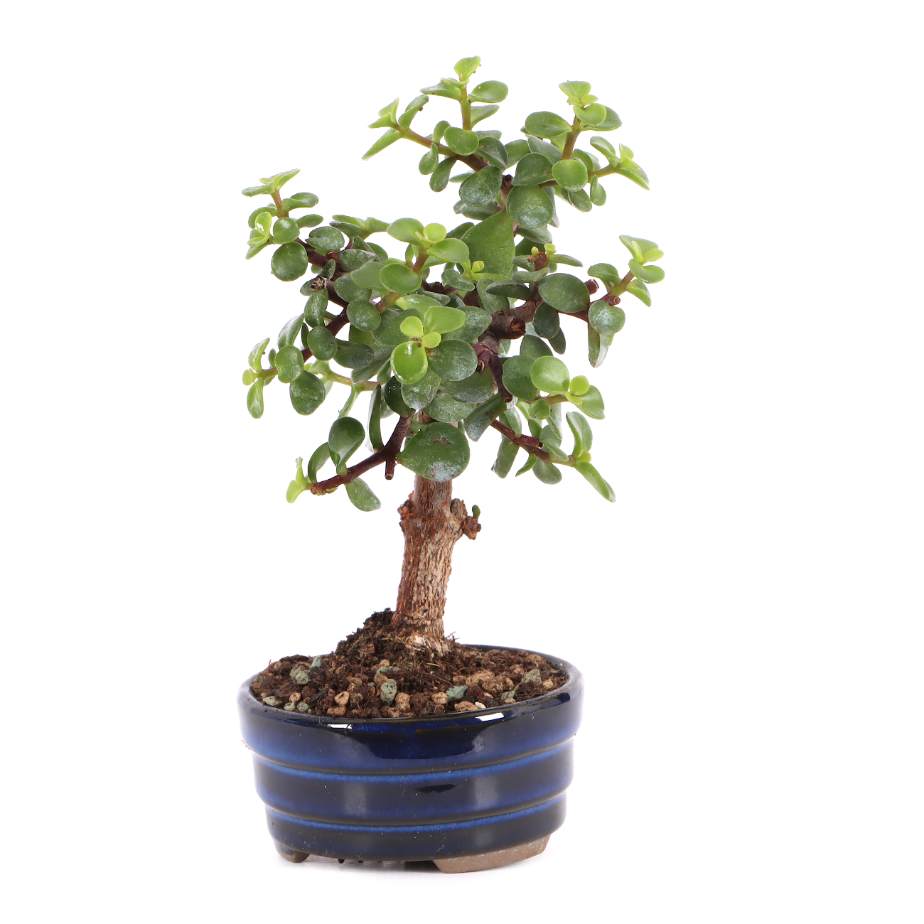 Portulacaria afra