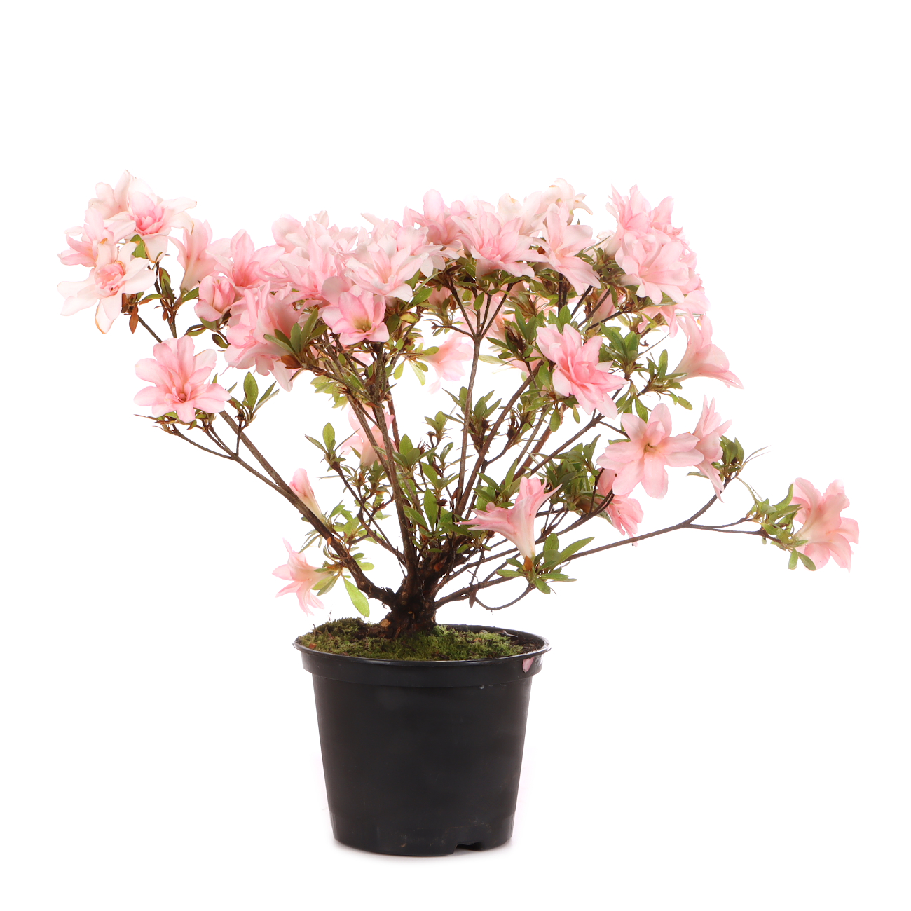 Rhododendron indicum 'Hotaru'