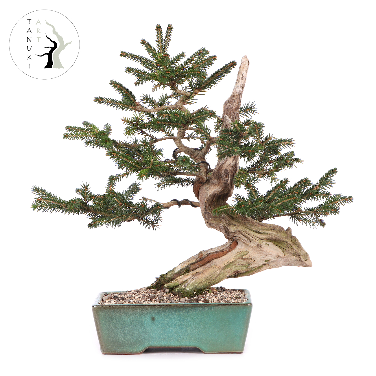 Picea orientalis