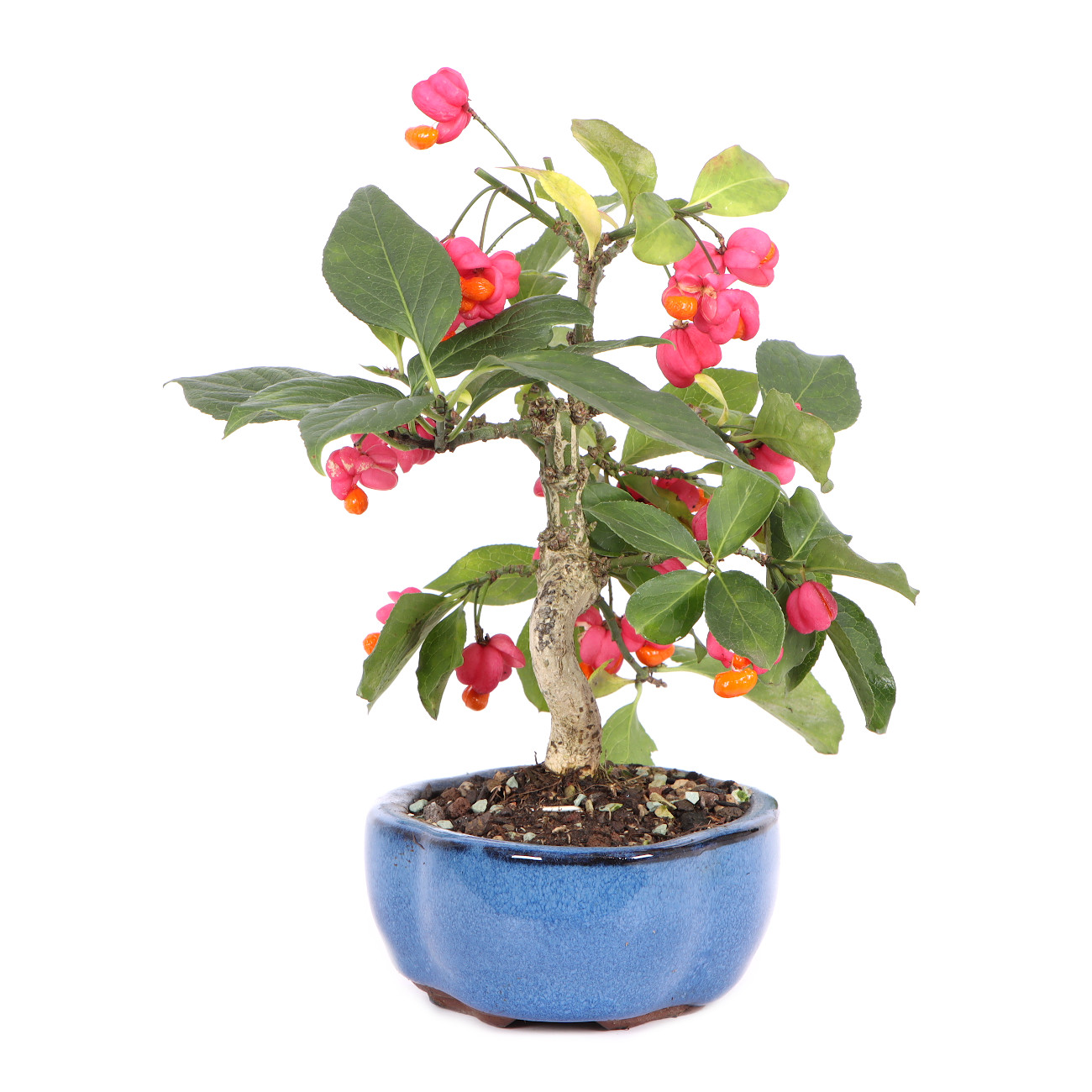 Seitenansicht rechts