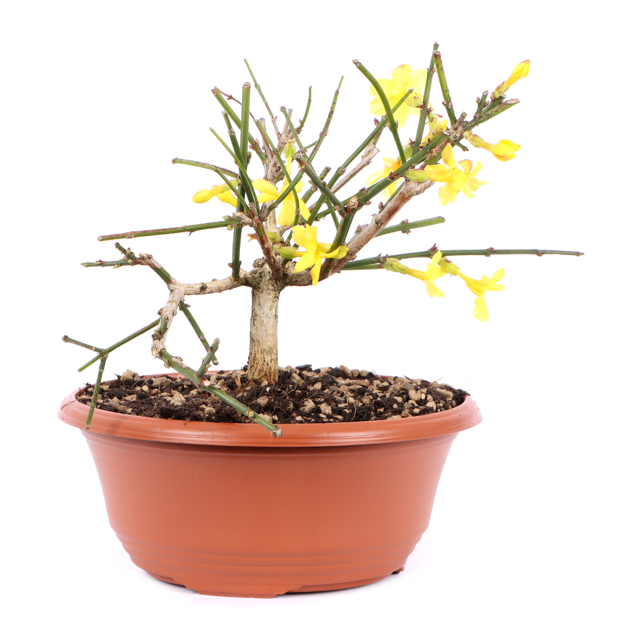 Seitenansicht rechts