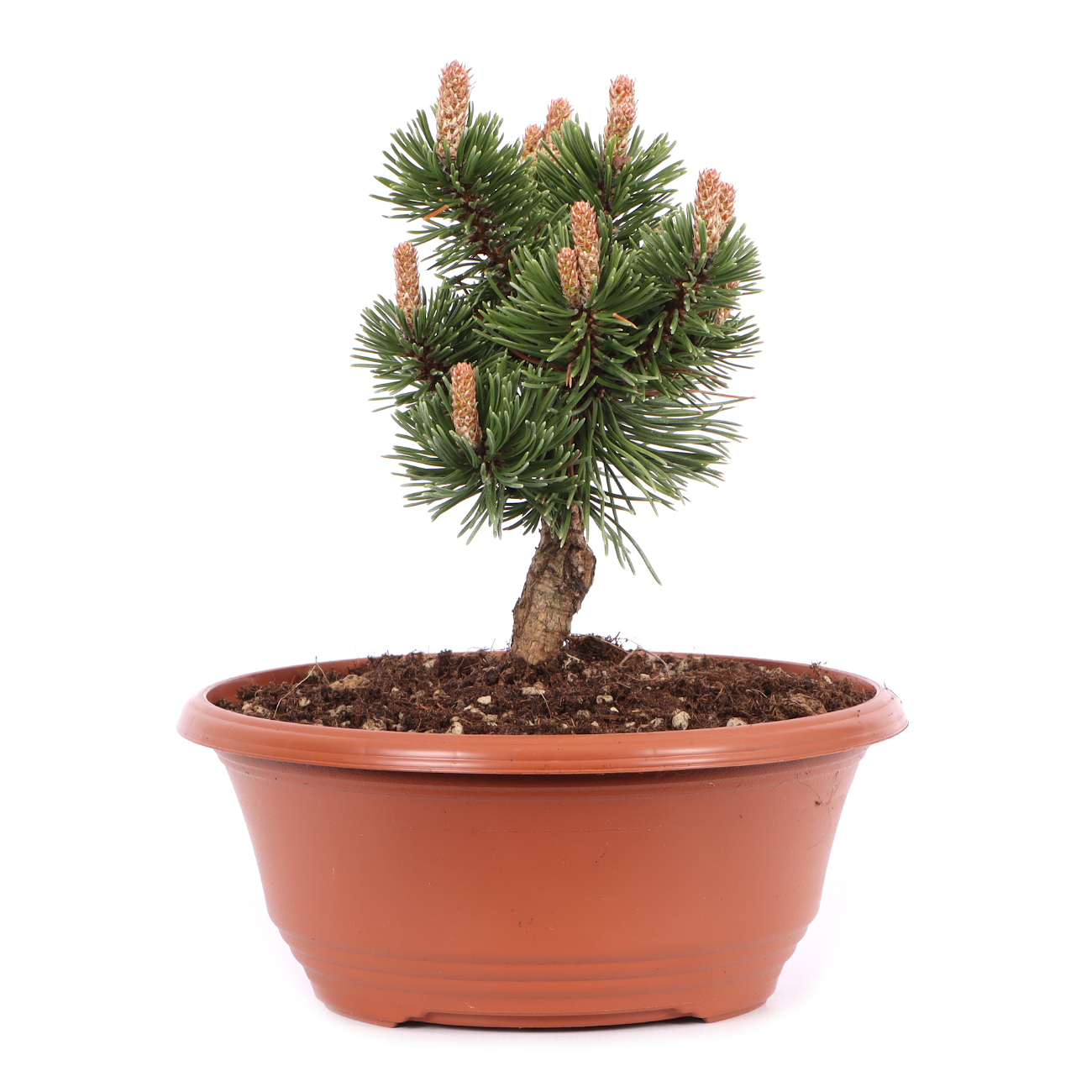 Pinus mugo 'Sherwood Compact'