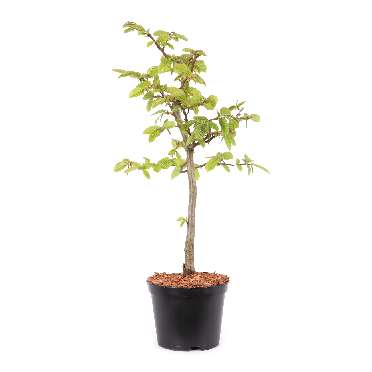 Carpinus betulus
