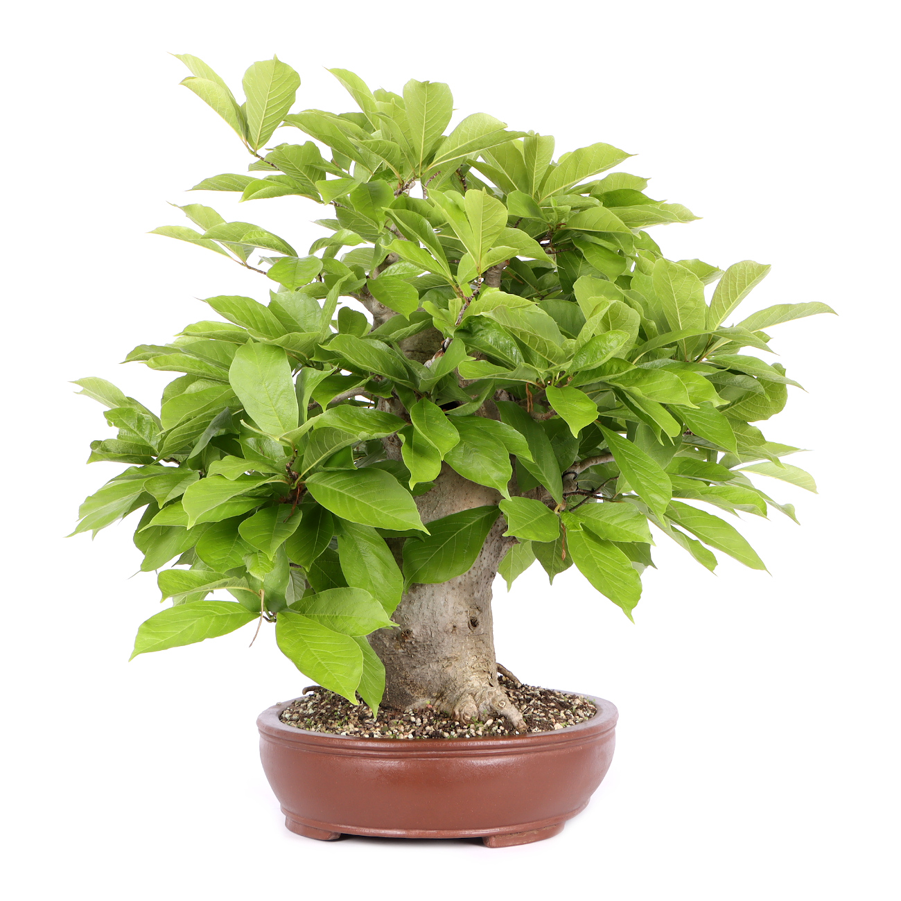 Seitenansicht rechts