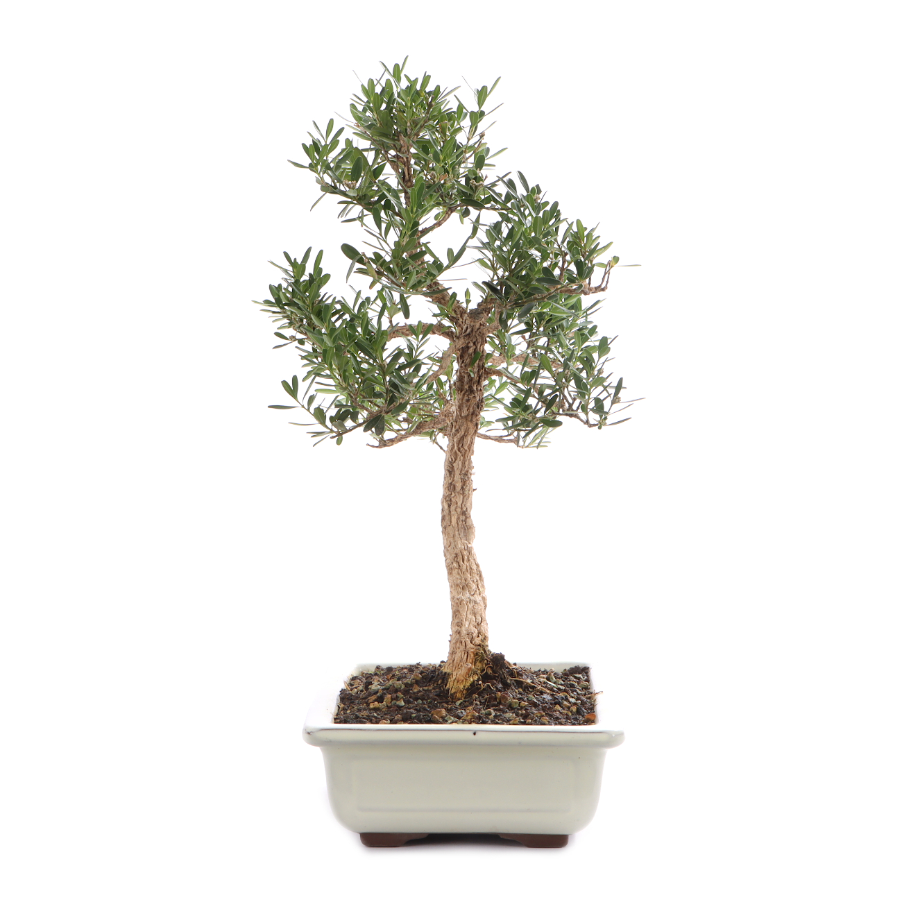 Buxus sinica var. sinica