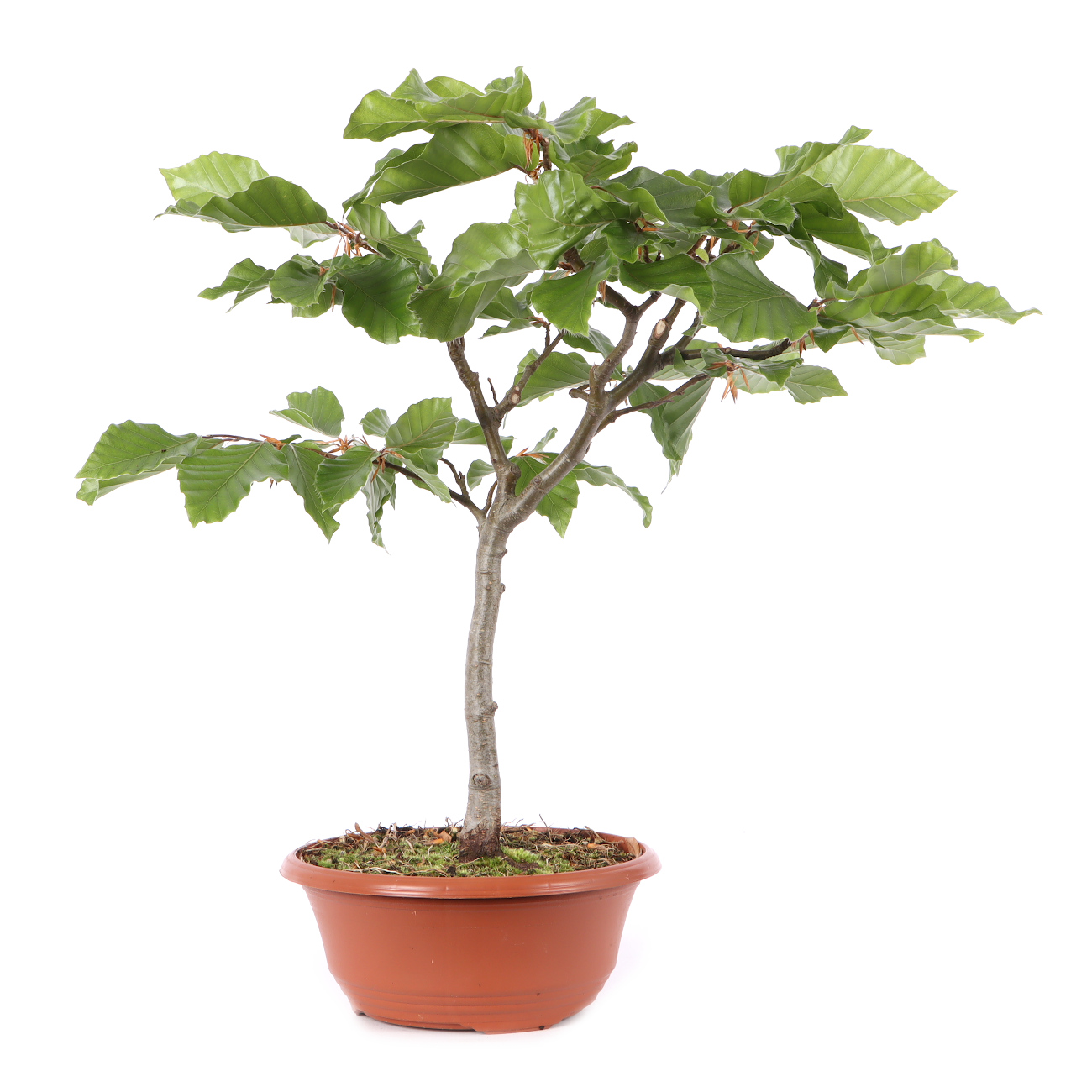 Fagus sylvatica