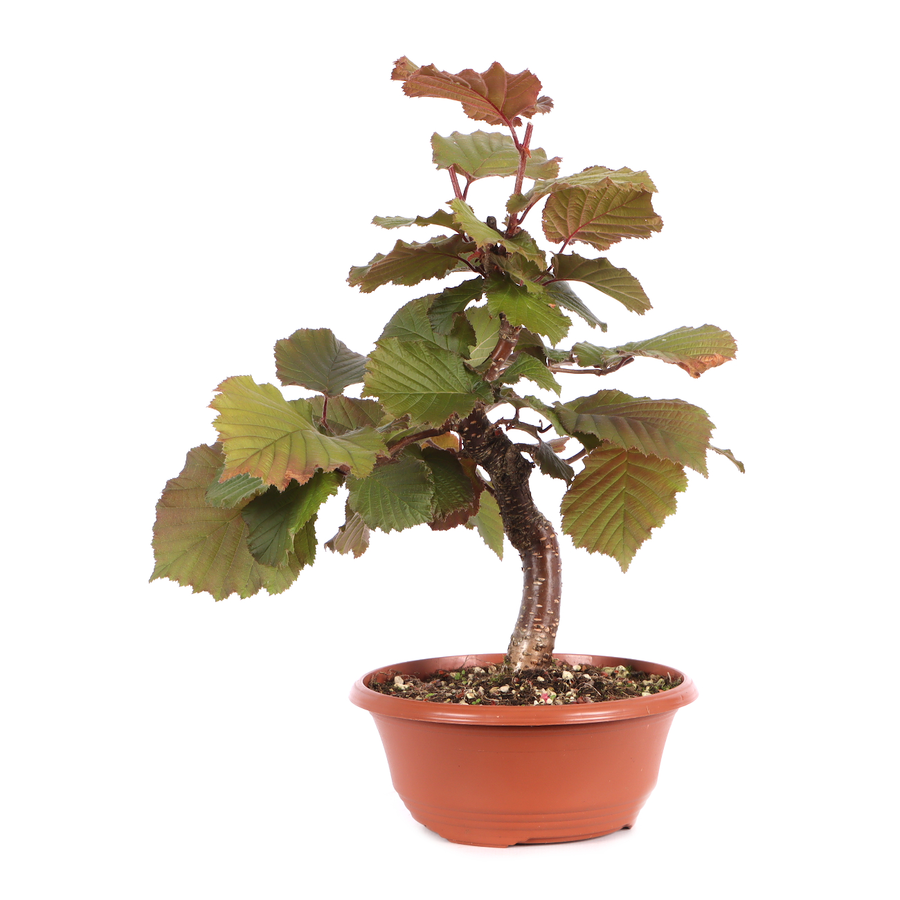 Corylus avellana 'Rotblättrige Zellernuss'