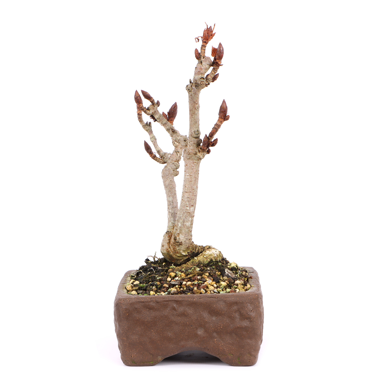 Seitenansicht rechts