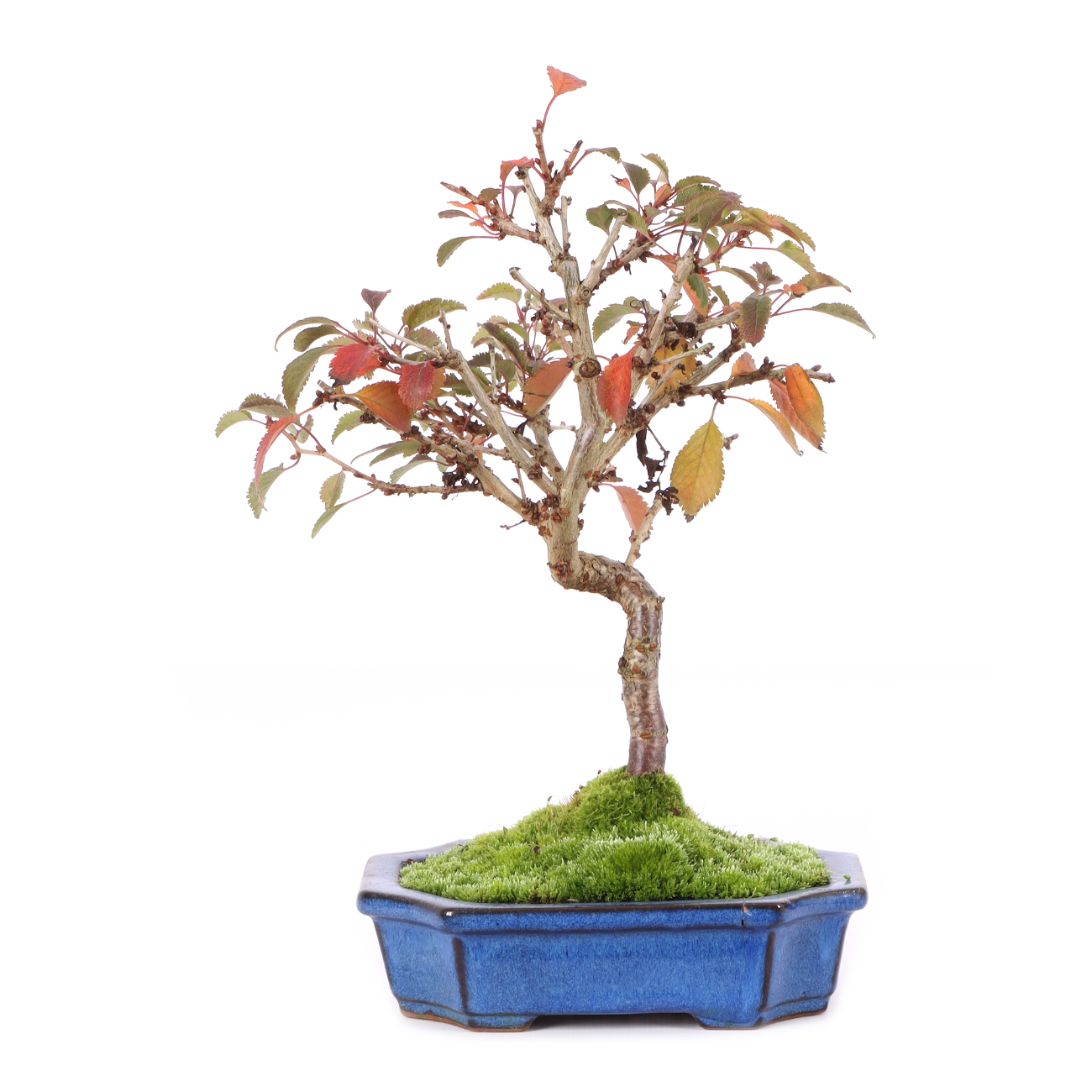 Prunus incisa 'Kojou-no-mai'