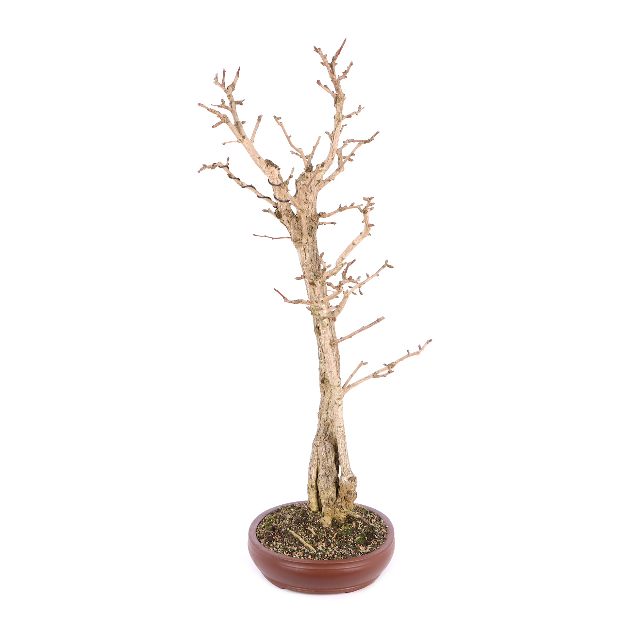 Seitenansicht rechts