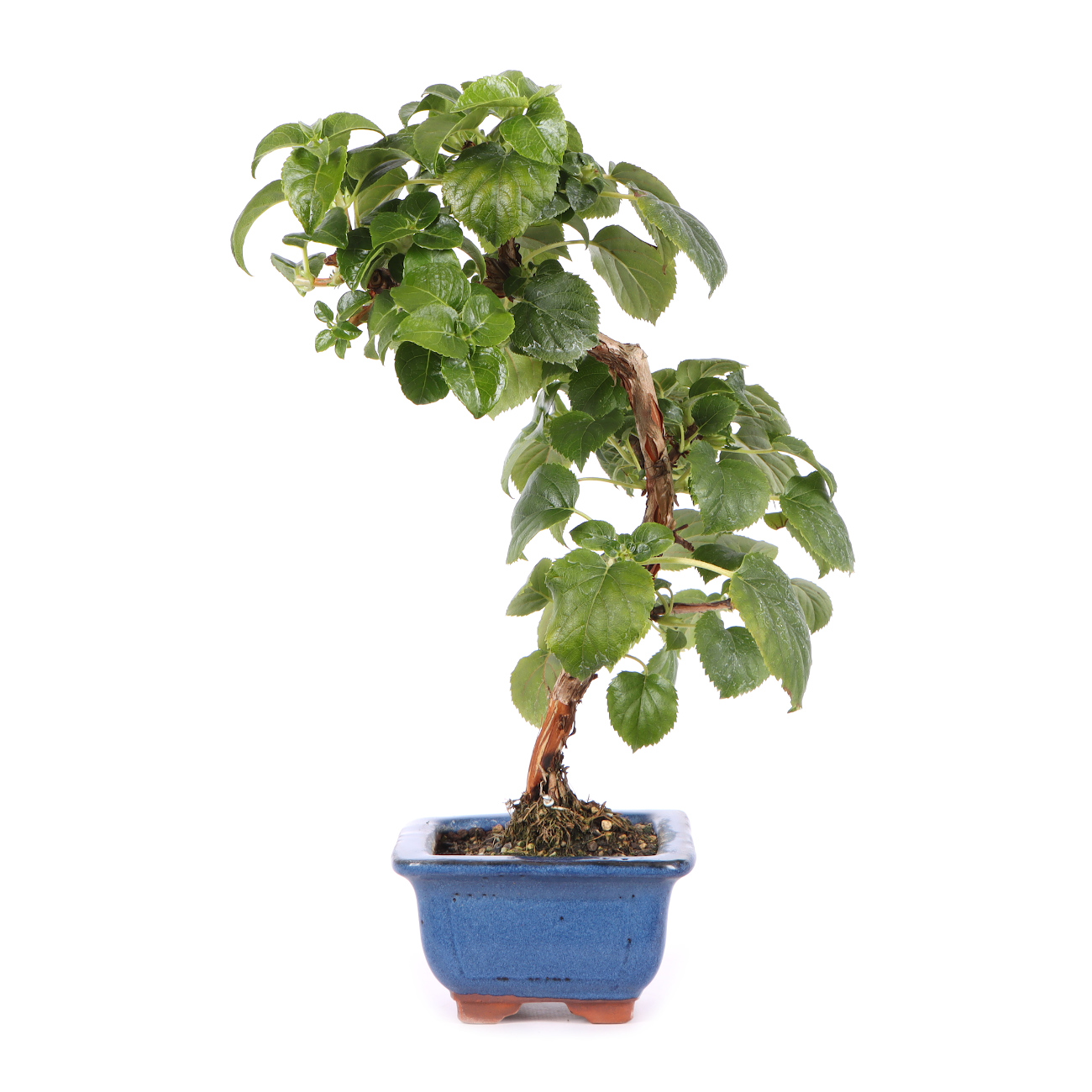 Seitenansicht rechts