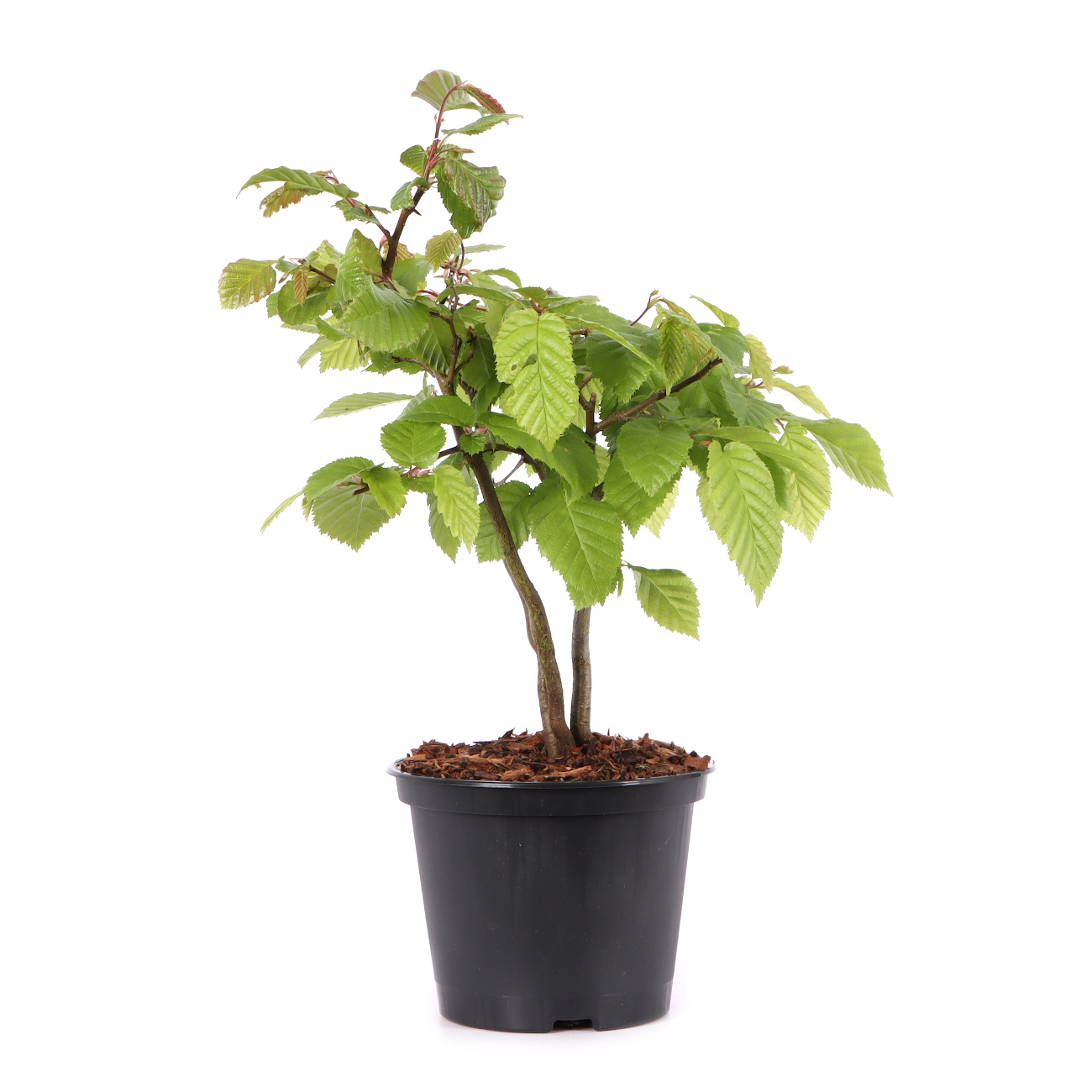 Carpinus betulus