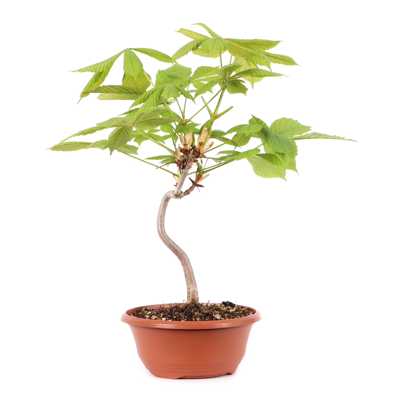 Aesculus hippocastanum