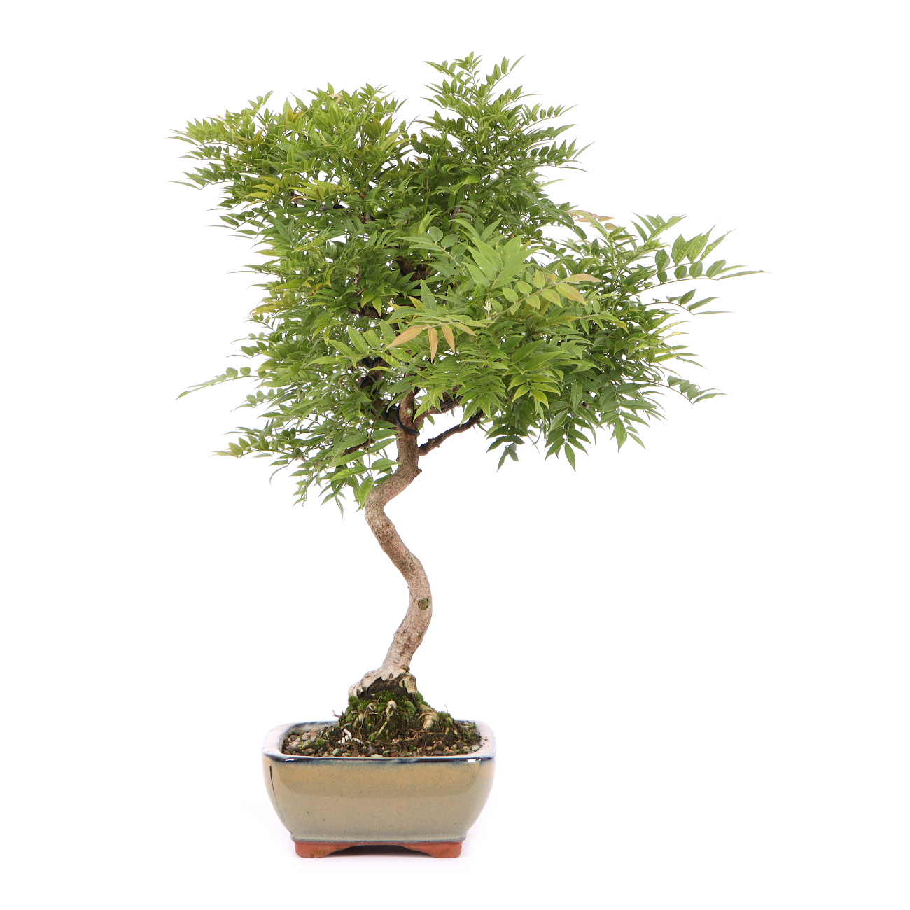 Seitenansicht rechts