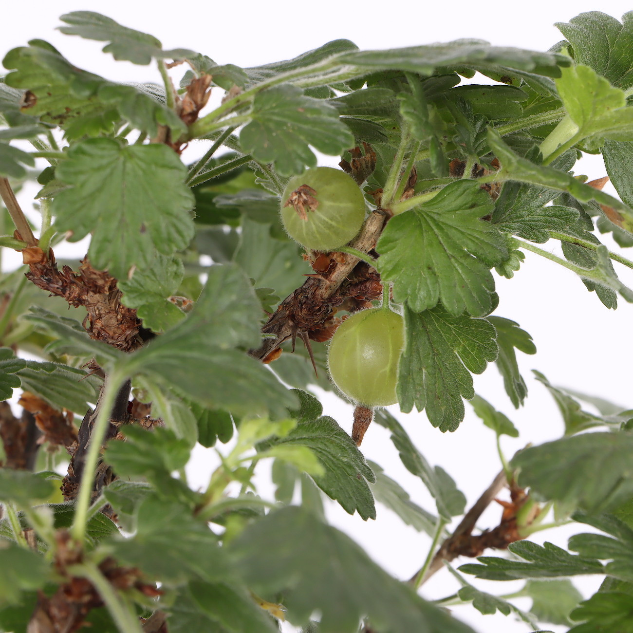 Ribes uva crispa