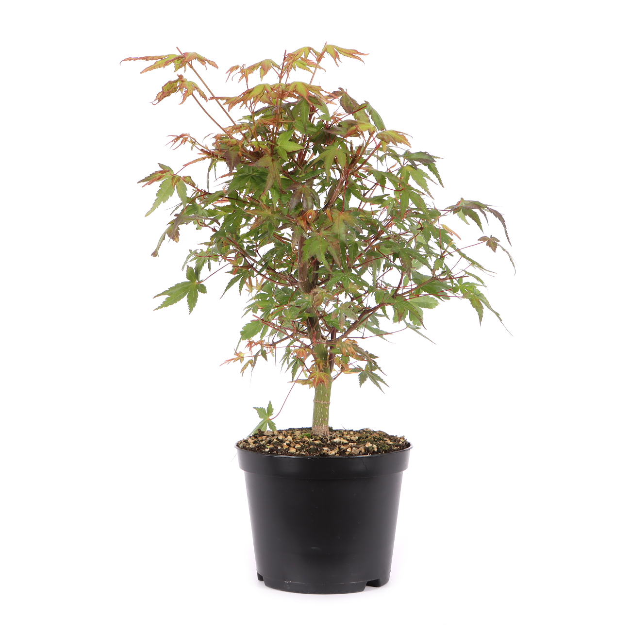 Acer palmatum