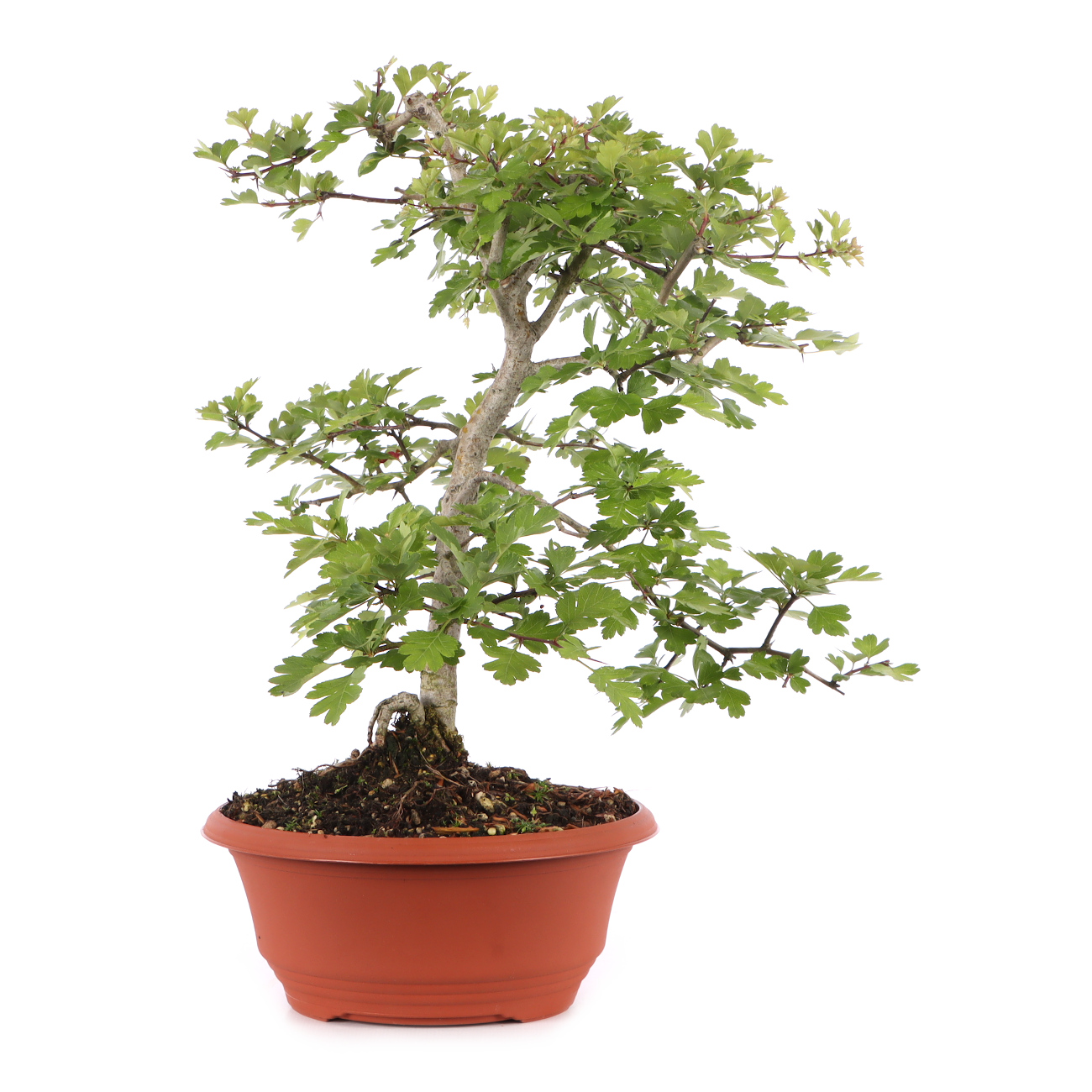 Crataegus monogyna