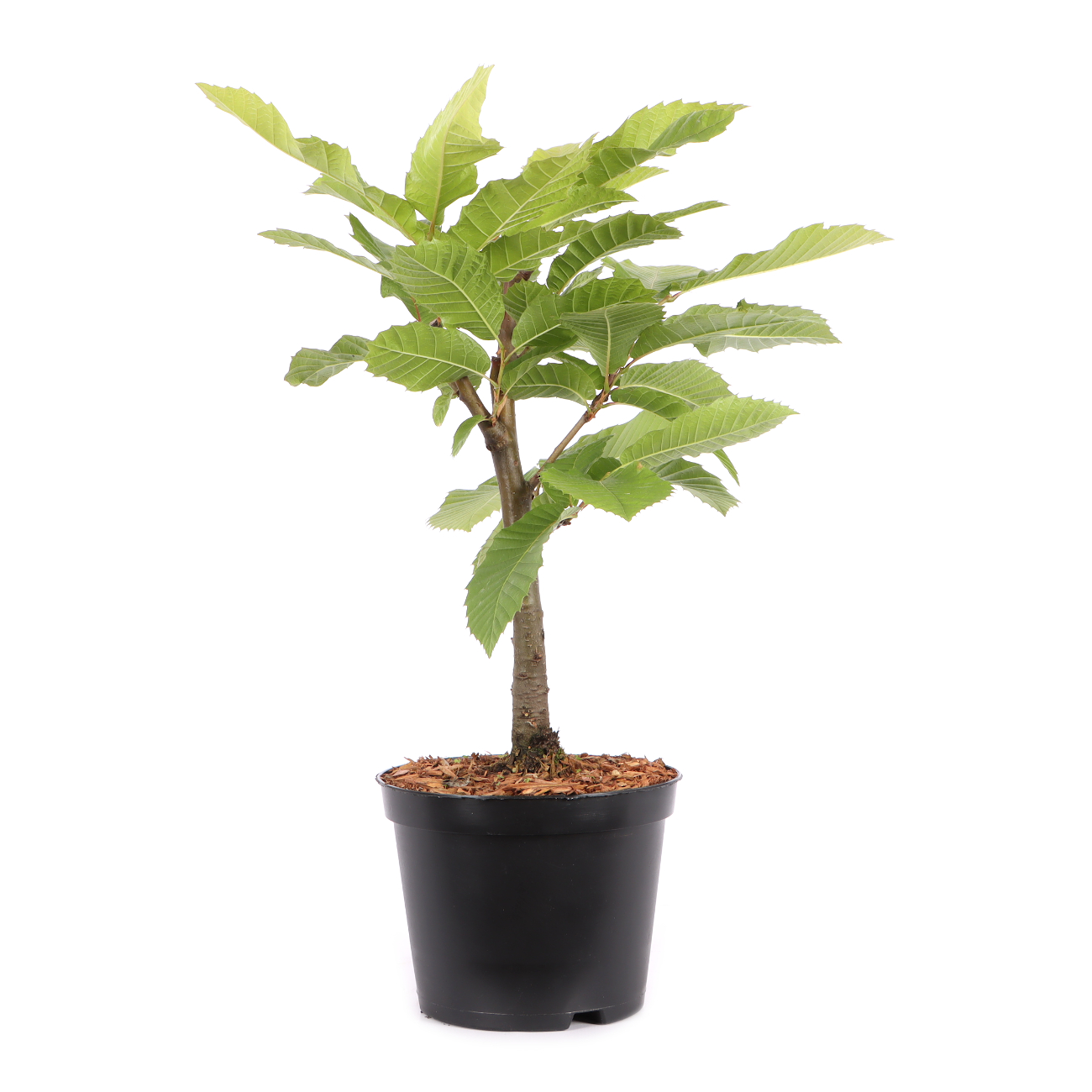 Castanea sativa