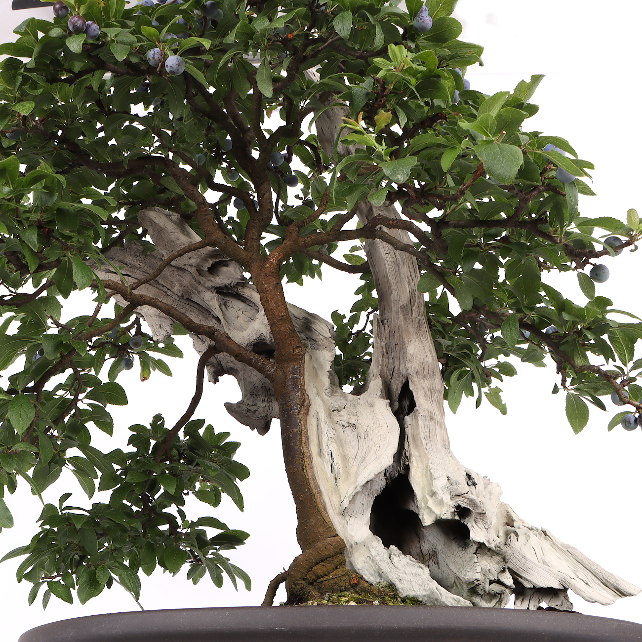 Prunus spinosa